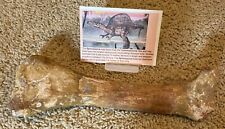 Spinosaurus Tarsal Foot Leg Dinosaur F0SSIL 10”before T Rex Cretaceous T3 picture