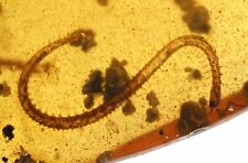 Complete Myriapoda (Centipede), Fossil Inclusion in Burmese Amber picture