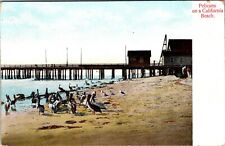 Sacramento California Posted Pelicans On A California Beach  Vintage Postcard  picture
