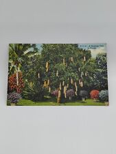 Vtg 1948 Riviera Gardens Florida Sausage Tree Linen Postcard B6 picture