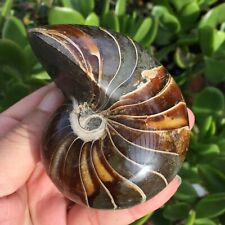 TOP328g  Natural conch Ammonite fossil specimens of Madagascar 744 picture