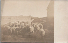 RPPC Sheep in Farmyard Looking into the Camera Vintage Postcard picture