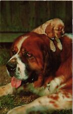 Postcard Saint Bernard and Puppy Vintage picture