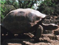 Giant Dome Shaped Tortoise picture