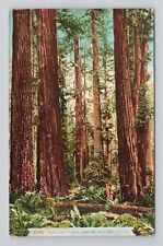 Postcard Redwood Forest Near Eureka California picture