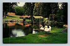 Postcard Swans At Cranbrook Gardens Kingswood Lake Bloomfield Hill Michigan picture