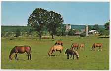 Horses Grazing in New Jersey Field Unposted Chrome Postcard picture
