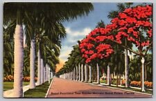 Royal Poinciana Tree Amidst Majestic Palms Florida Street View Tropical Postcard picture