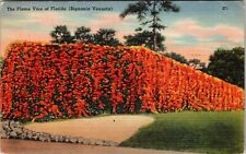 FL-Florida, Brilliant Colored Flame Vine, Bignonia Venusta Linen c1950 Postcard picture