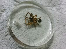 Real Spider Preserved In Resin Specimen picture