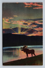 Bull Moose at Lake Side Evening Sunset Lander Wyoming Postcard c1948 picture
