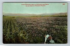 CA-California, Acres Flowers As Seen From A Farm, Scenic, Vintage Postcard picture