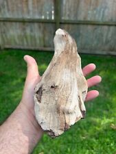 Texas Petrified Wood Unique Rotted Branch 10