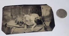 ANTIQUE TINTYPE DOG PUPPIES GHOST DOG picture