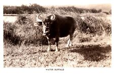postcard Water Buffalo RPPC A0224 picture