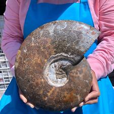 6.99LB Natural Whole Ammonite Fossilized Crystal Mineral Specimen Reiki Healing picture