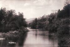 Vintage Old 1913 Photo Rare Nature Pic of River Trees in the Philippines 🇵🇭  picture