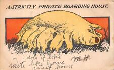 A STRICTLY PRIVATE BOARDING HOUSE PIGS NURSING COMIC POSTCARD (c. 1905) picture