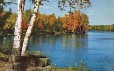 Birch Trees at Fish Creek Campground - Adirondacks, New York - pm 1959 picture