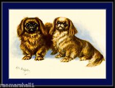 English Poster Vintage Print Pekingese Puppy Dogs Dog Puppies Art Picture picture