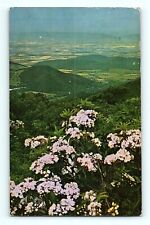 Mountain Laurel Banks the SKyline Drive Virginia Shenandoah Valley Postcard E8 picture