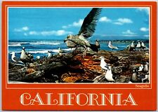 Seagulls Along The Pacific Ocean Shore, California - Postcard picture