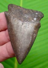 MAKO SHARK TOOTH - 2 & 3/4 in.  - GREAT WHITE Lineage picture