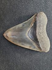 Indonesian Meg Tooth  picture