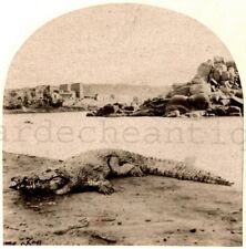 Egypt.Egypt.Crocodile Beni Suef.Nile.Stereo Photo Francis Frith.Nubia.1858-60. picture