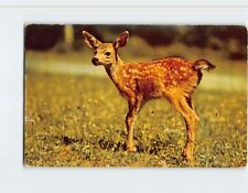Postcard A Little Deer Sends Greetings picture
