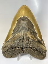 Megalodon Shark Tooth 6.39” Massive - Authentic - Beautiful Fossil 8059 picture