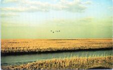 Delaware Bay Postcard Canada Geese Wild Lands Conservation Chrome LJ picture