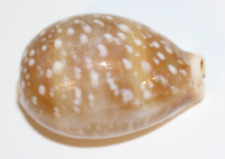 Cypraea Cervus Cowrie Seashell 52mm 2.05