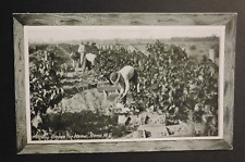Mint Postcard Australia Queensland 1915 Grape Picking Roma WQ picture