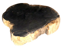 Sliced Black Petrified Wood tan bark 8.2mm Natural Fossil Mineral Collectibles picture