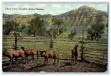 c1910's Elk-In-Velvet Corralled Eastern Montana MT Unposted Vintage Postcard picture
