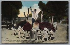 Pasadena CA Cawston Ostrich Farm Feeding Ostriches Oranges c1910s DB Postcard picture