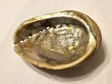 LARGE Mother of Pearl Abalone Seashell Irridescent approx. 7