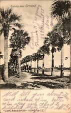 1906 Antique Postcard, Scenery Near Ormond, FL picture