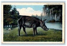 1919 Florida Razor Black Hog St. Petersburg Florida FL Antique Postcard picture