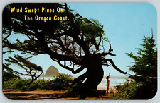 Vintage Postcard~ Wind Swept Pines On The Oregon Coast picture
