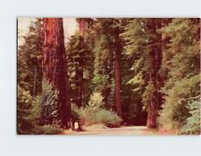 Postcard Redwood Empire San Francisco California USA picture
