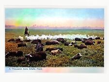 Thousand Acre Alfalfa Field, Dallas, TX HOLOGRAPHIC SILVER Postcard GleeBeeCo picture