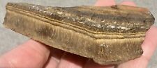 310g Tiger Iron Slab End Cut Rough Cabbing Lapidary Beautiful Piece picture