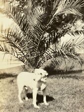 2O Photograph Cute Little White Dog 1922 