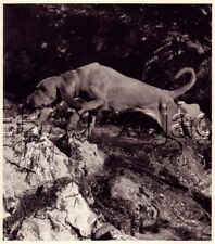 DOG Coonhound Redbone on Trail, Quality Vintage 1941 Print picture