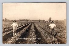Decatur MI-Michigan, RPPC, Housenger's Celery Field, Souvenir Vintage Postcard picture