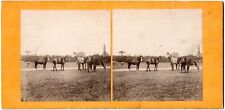 U.K.Cattle Scenes.Horses.Horses.Poulain.Photo Albumen Stereoview.Stereo 8x17cm. picture