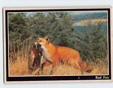 Postcard Red Fox with Pheasant on his Mouth picture