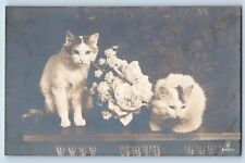 Cute Cat Kittens Postcard RPPC Photo White Haired Flowers Animal c1910's Antique picture